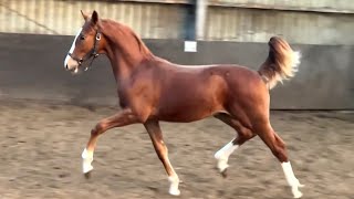 Spectacular Gelders colt by Odin x Danser [upl. by Yrdua]