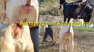 Mohammad Sabir got farm Dera Ghazi Khan rajanpur Bakra bakra pure Gulabi Bakre [upl. by Amiaj]