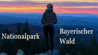 Die schönsten Orte im Nationalpark Bayerischer Wald  4K [upl. by Ahsinelg]