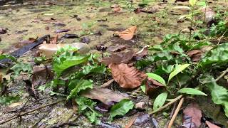 Trigonostigma espei and Cryptocoryne cordata var siamensis in Krabi 【4K】ラスボラ エスペイ [upl. by Dream]