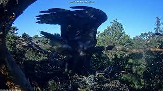 Golden Eagle Nest National Park Soomaa Estonia 20240306 [upl. by Nwahsit]