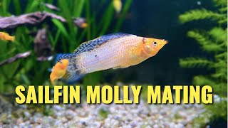 Sailfin Molly Mating Display  Red Sunset Sailfin Molly • Molly Breeding • Molly Fish  1080p HD [upl. by Tabib]