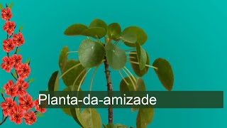 Plantadaamizade  Pilea involucrata [upl. by Suoicserp]