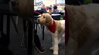 Therapy Dogs in Mishawaka Schools [upl. by Ahcsap177]