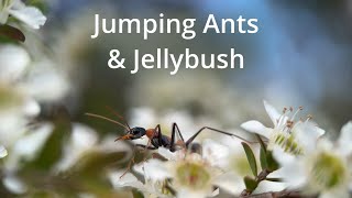 Jumping Ants amp Jellybush [upl. by Ramilahs]