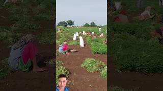 Harvesting peanuts by hand in the garden sonlv [upl. by Acirretahs]