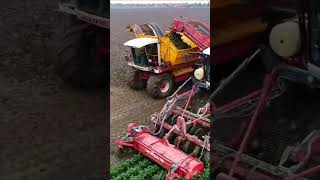 Celeriac Harvest dewulf harvest agriculture shorts farming agrifac subscribe new drone [upl. by Peggie530]