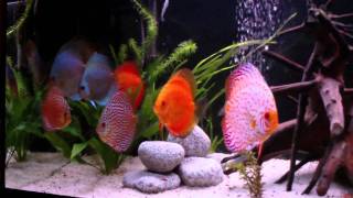 Fish Discus aquarium Tank Paletki Dyskowce 240l [upl. by Leler639]