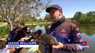 Springfield Lakes  Tilapia Pest Fish Cull [upl. by Brothers]