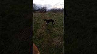 Chase nearly 7 month old Dave Platt deerhoundgreyhound x Laguna Whippet on a mooch with the pack [upl. by Aimej]