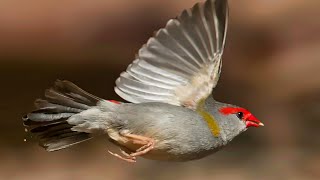 Redbrow finch and weed seeds [upl. by Naylor]