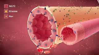 The Cellular Actions of SGLT2is [upl. by Anerok]