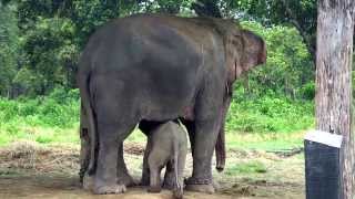 Cutest Baby Elephant Running to its Mom After Sensing Danger [upl. by Hettie361]