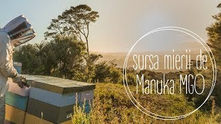 Sursa mierii de Manuka MGO  Manuka Health [upl. by Boleslaw]