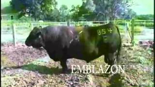 Emblazon 854E Toro Angus Negro [upl. by Esoranna714]