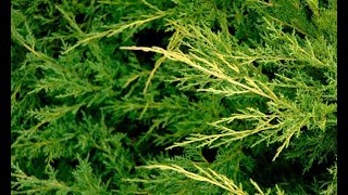 Tipos de enebros o juniperus  Decogarden [upl. by Gautea275]