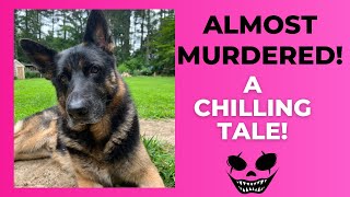 Our Encounter with a MURDERER A German Shepherd’s Tale 😱 [upl. by Acile]