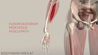 Flexor Digitorum Profundus Musclepath Origin Insertion 3D Anatomy [upl. by Cogan]