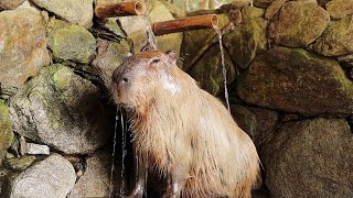 Luxury Animal Shower  Capybara Showering Best Video You will Ever See [upl. by Ethelbert]