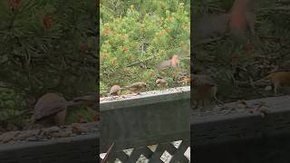 Yellow And Red Crossbill Birds Eating Bird Seed Birds nature birdwatching redcrossbill wildlife [upl. by Canon]