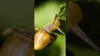 White garden snail eating GardenSnail Transparent MacroVideo macro￼ [upl. by Ahsiuqet]