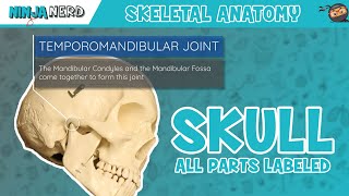 Skull Anatomy  With Labels Updated Version [upl. by Sinned]