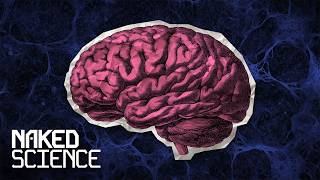 Understanding The Human Brain The Science of How Your Mind Works [upl. by Eirb718]