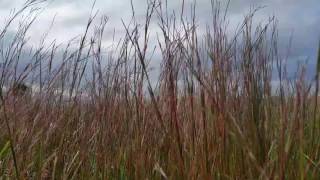 Schizachyrium scoparium or Andropogon scoparius Little Bluestem [upl. by Kling]