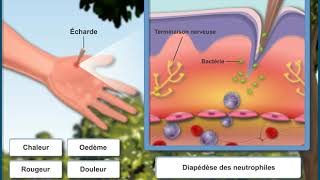 Questce que la réaction inflammatoire [upl. by Lahcym]