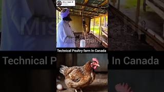 Poultry farm In CanadaMufti Tariq Masood Vlogs muftitariqmasood viral trending shorts [upl. by Lettie]