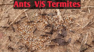 Ants Attack Termite Mounds  Soldier ants and soldier termites fighting  ANTS vs TERMITES [upl. by Tabbitha857]