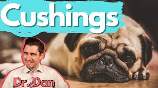 Dog Cushings Disease Dr Dan covers symptoms diagnosis and treatment of Cushings disease [upl. by Anitsirk740]