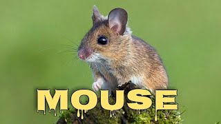 Mouse sounds for cats mice squeaking [upl. by Mastrianni743]