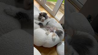 My cat before and after her knee operation cat youtubeshorts ￼ [upl. by Salmon730]