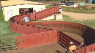 Cattle Handling  Facilities [upl. by Catherine]