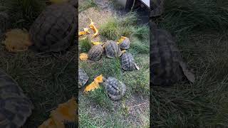 Hermanns tortoise eating some pumpkin 🎃 hermannstortoise hermanns tortoise swetlandtortoises [upl. by Ettenaj]