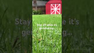 Simple process for a winter ryegrass overseed winterryegrass lawn winterlawn [upl. by Ehtyaf]