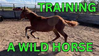 What training a wild horse REALLY looks like [upl. by Teilo940]