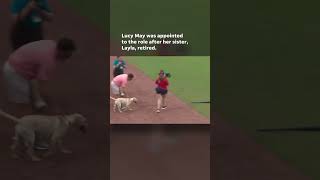 Watch Video shows bat dog relieving herself behind pitchers mound Shorts [upl. by Atinob]