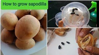 How to grow sapodilla tree from seed [upl. by Uos]