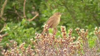 Common Grasshopper Warbler Singing [upl. by Hagan]