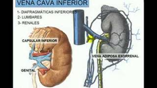 VENA CAVA INFERIOR 3 [upl. by Kathleen]