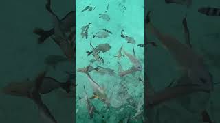 Lagoonarium at St Regis Bora Bora  see videos ocean [upl. by Innes]