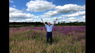 Purple Loosestrife with John Feehan in August Wildflowers of Offaly series [upl. by Cutlor]