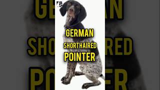 German Shorthaired Pointer November2024pukhtanarelaxingworldsurvivingvlogs dog [upl. by Philbrook]