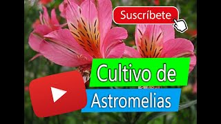 Cómo Cultivar Alstroemeria  Cultivo de ASTROMELIAS [upl. by Hak461]