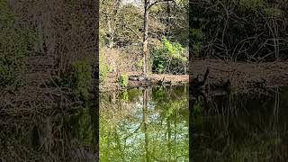 Big Alligator sleeping in sunshine bluffton nature blufftonsc alligator [upl. by Virgin564]