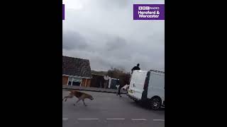 Ledbury Hunt chase fox onto a residential estate in Upton [upl. by Konstance]