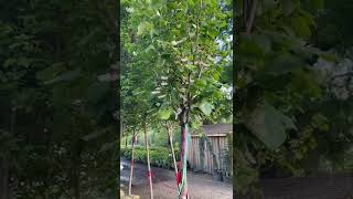 TreeTipTuesday  Styrax obassia ‘Fragrant Snowbell’ [upl. by Nwahsor]