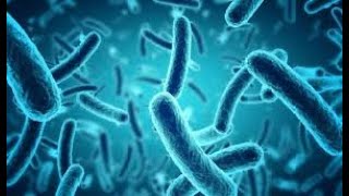 Epidemiological Characteristics of Carbapenem Resistant Escherichia coli Clinically Isolated from a [upl. by Gilburt115]